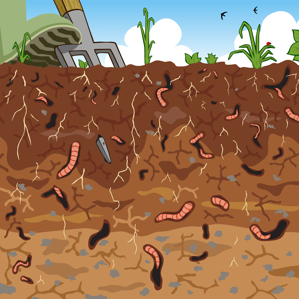 Editable vector illustration of earthworms in garden soil(Robert Adrian Hillman)s
