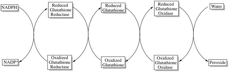 Gluthathione Reductase Graphic