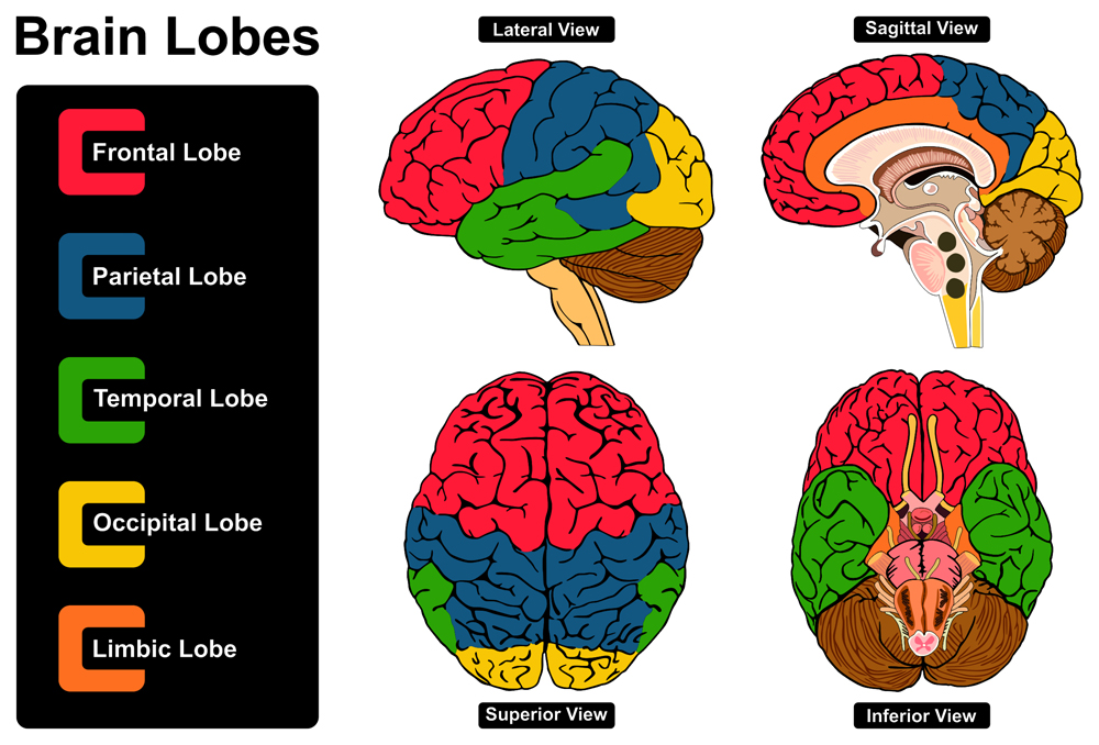 Human Brain Anatomy(udaix)S