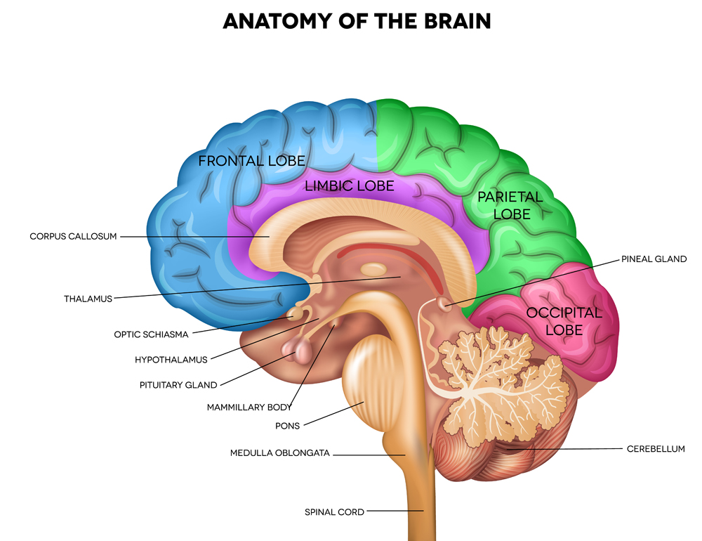 Human brain lobes, beautiful colorful(Tefi)s