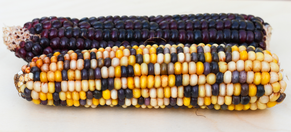 Indian corn purple and colorful (Zea mays), Maize(of-fr)S
