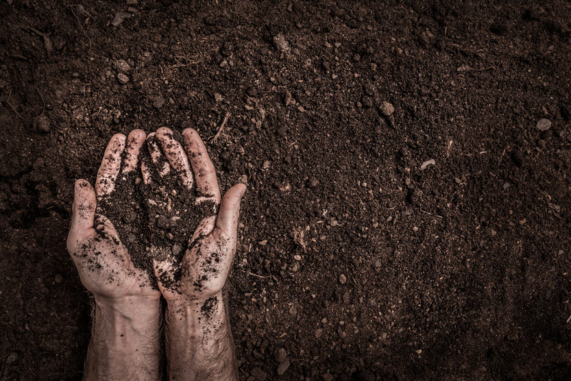 Man (farmer's) hands on soil(Pinkyone)S