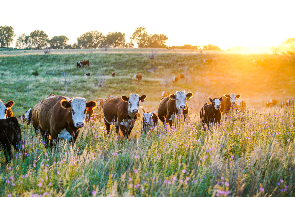 Nebraska Hereford Cattle at Sunset(Dani O'Brien)s