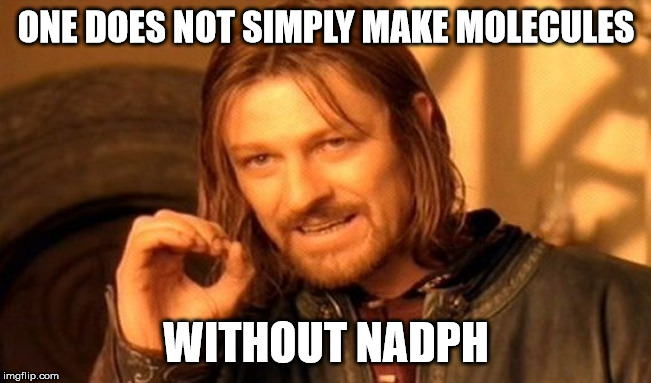 ONE DOES NOT SIMPLY MAKE MOLECULES; WITHOUT NADPH