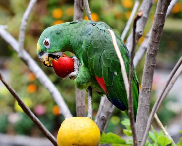 Parrot eating fruit(Herbert Eisengruber)s