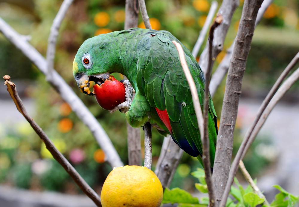 Parrot eating fruit(Herbert Eisengruber)s