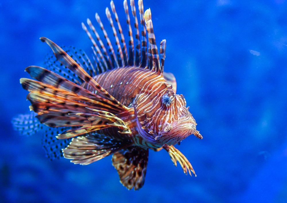 Red lionfish(dimakig)S