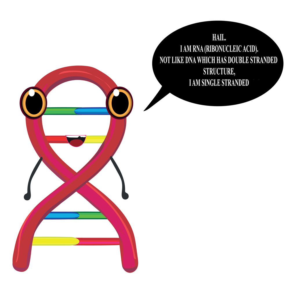 Ribonucleic acid (RNA) is a polymeric molecule essential in various biological roles in coding(Dariati Dariati)S