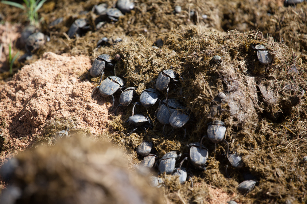 South African dung beetles(Emile E Wendling)s