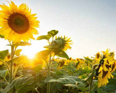 Sunflower field(Getman)S