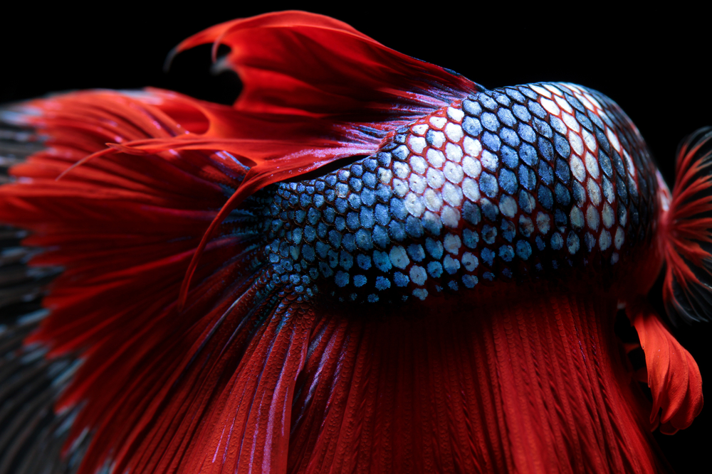 Texture of tail siamese fighting fish(Napat)s