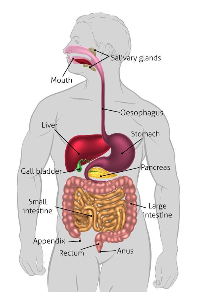 The human digestive system(Christos Georghiou)S