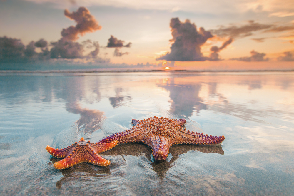 Two starfish on sea beach at sunset(Yellowj)S