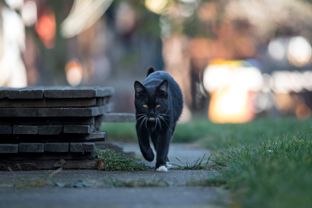 Young black cat goes to the street(DavidTB)s