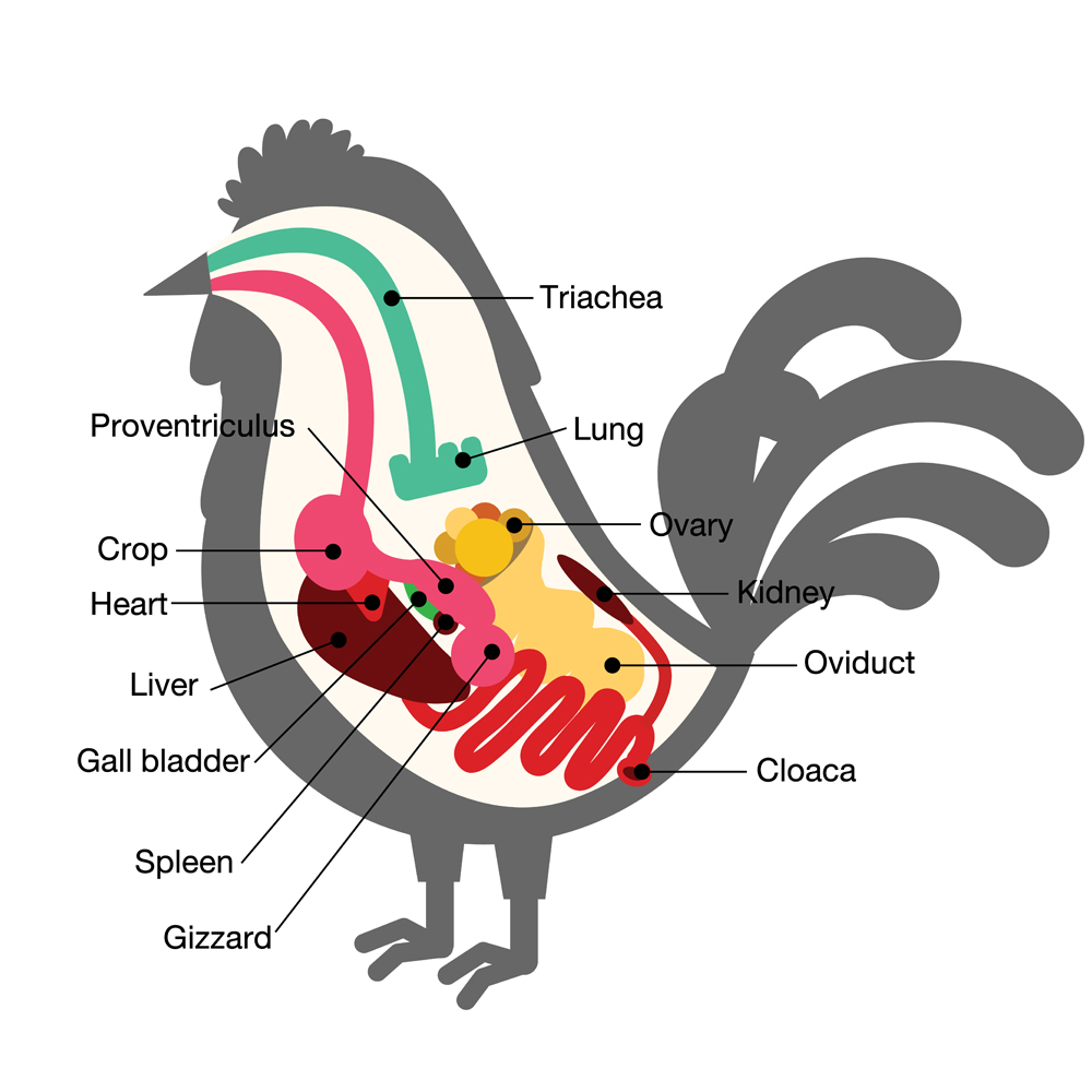 chicken egg life cycle(trgrowth)s