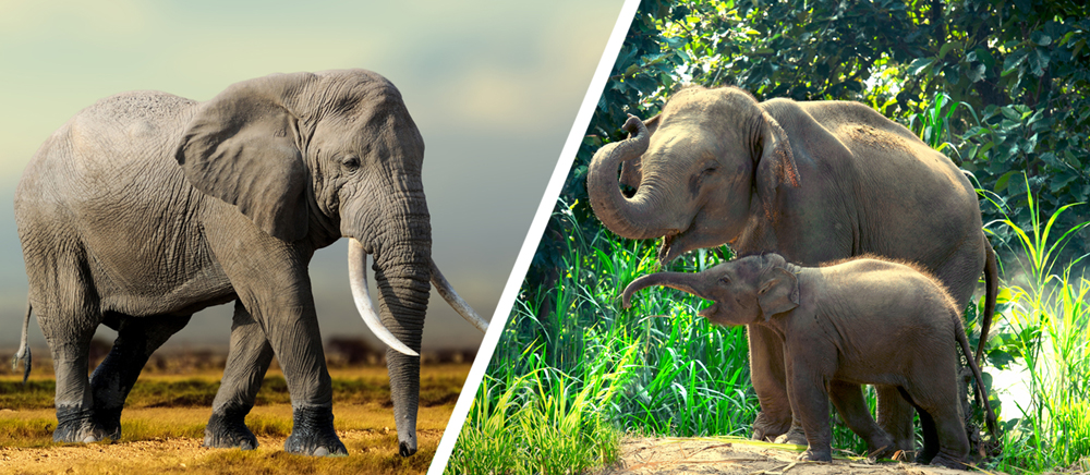 (L) African elephant (Loxodonta Africana) and (R) (Elephas maximus)