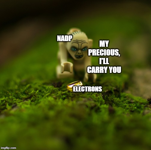 nadp and electrons meme