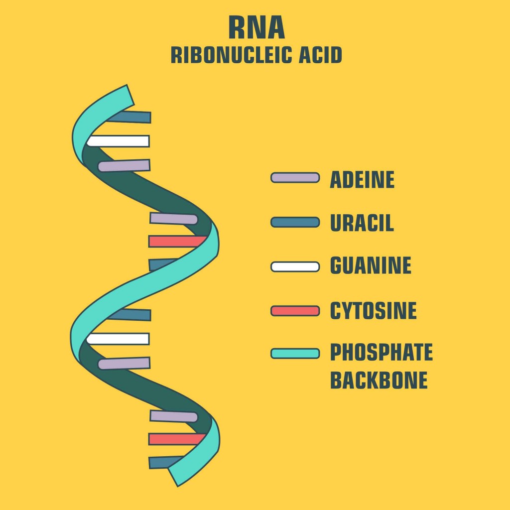 scientific icon spiral RNA(ShadeDesign)S