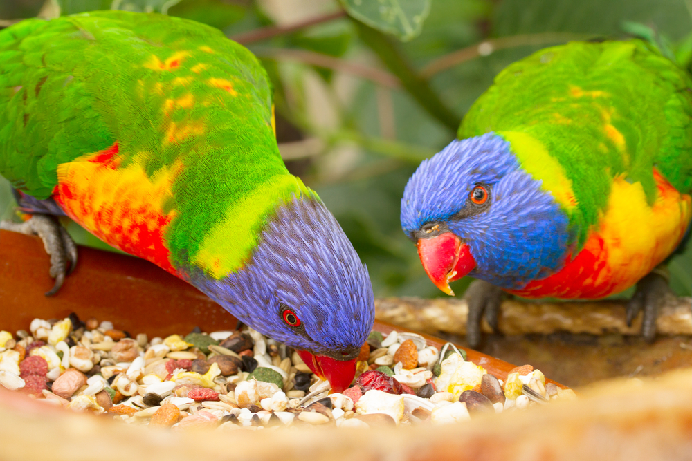 two lorri parrots eating food close up(Neirfy)S
