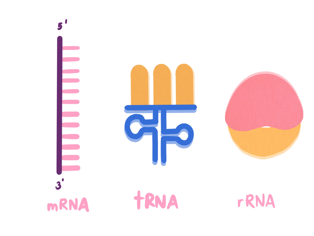 type of RNA, mRNA, tRNA, rRNA, messenger RNA, transfer RNA, ribosomal RNA(TATLE)S