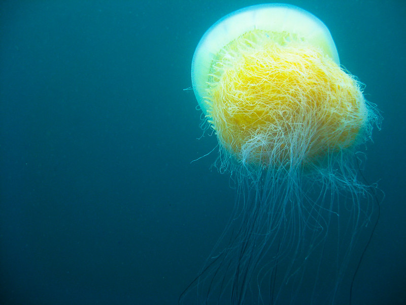 the largest jellyfish, the Nomura’s jellyfish.