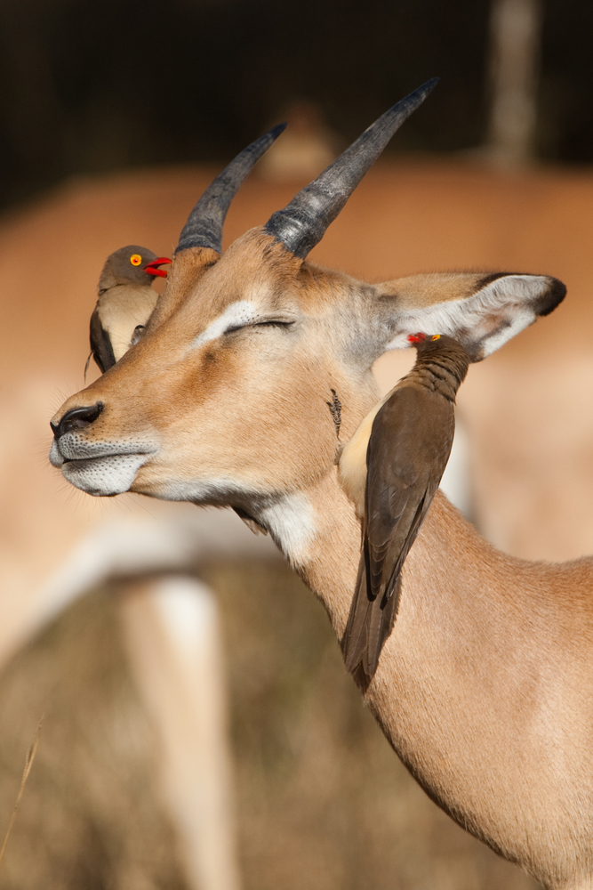 A young impala ram with two red-billed oxpeckers on its head(Villiers Steyn)S