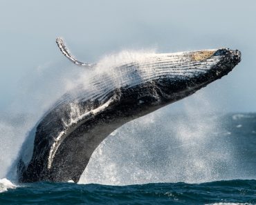Breaching Humpback whale(Trevor Scouten)s
