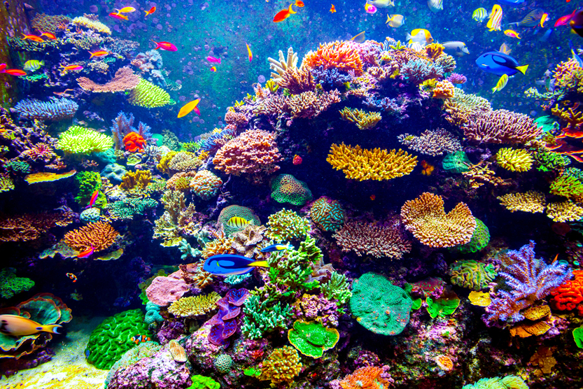 Coral Reef and Tropical Fish in Sunlight(Volodymyr Goinyk)S