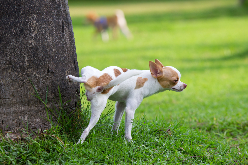 Cute small dog peeing on a tree in an park(Sukpaiboonwat)s