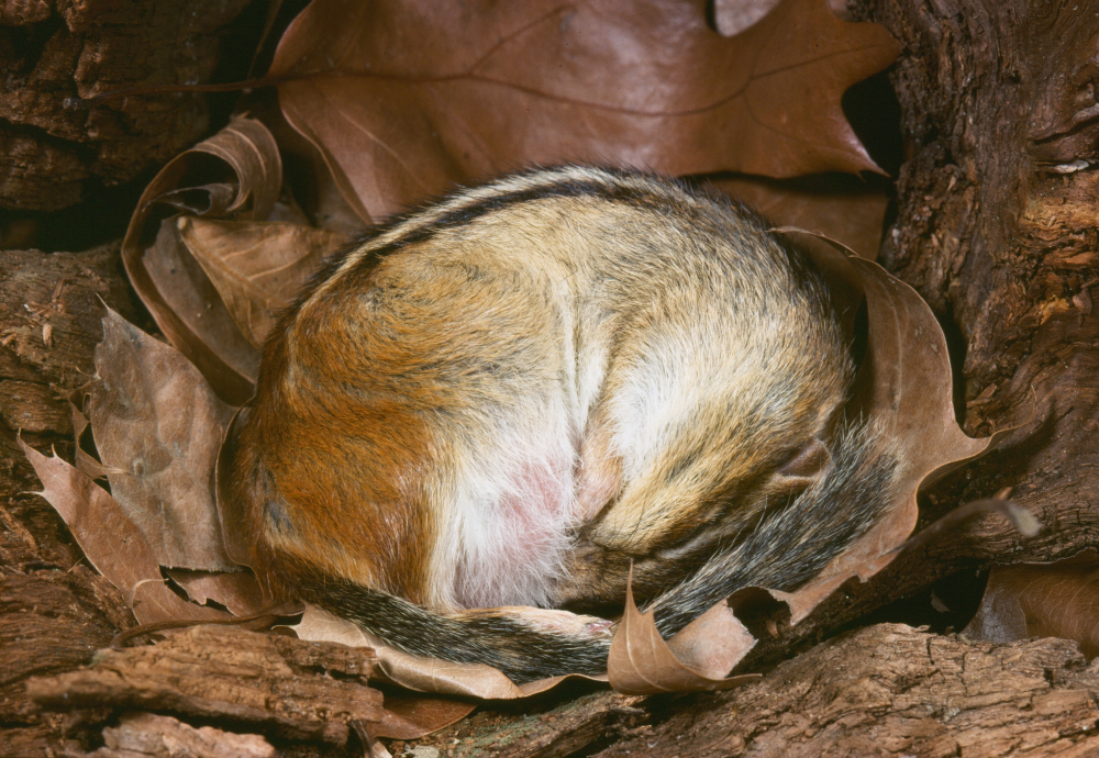 Eastern Chipmunk hibernating (Tamias striatus)(Breck P. Kent)s