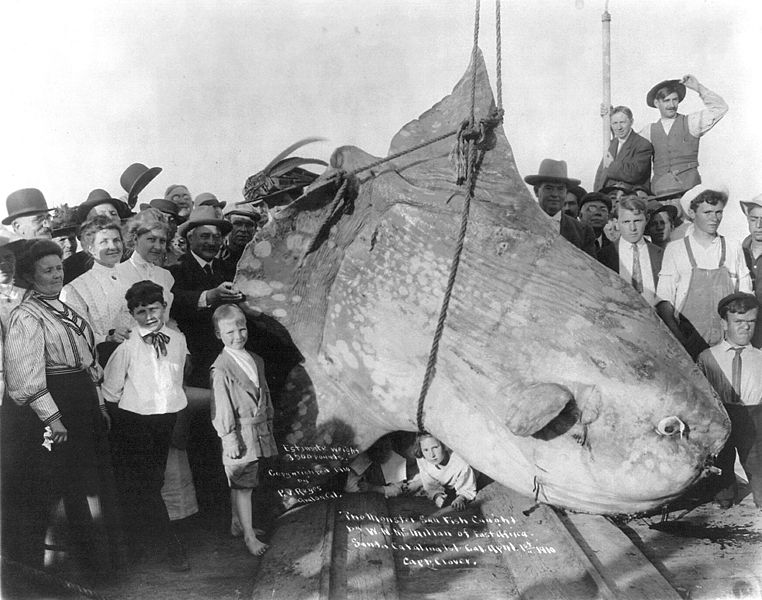 Enormous Sunfish