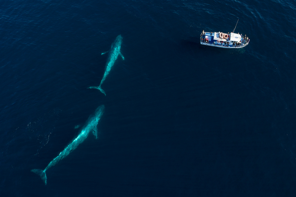 From an aerial view, a pair of blue whales swims under the surface in Monterey Bay(Chase Dekker)S