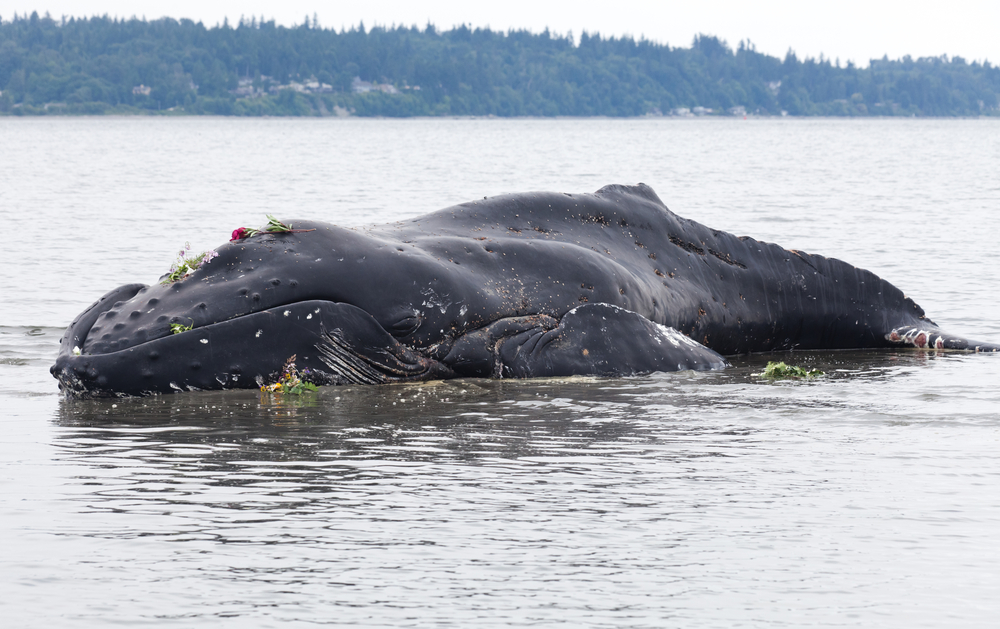 Juvenile Humpback whale washes ashore and died(Feng Yu)S