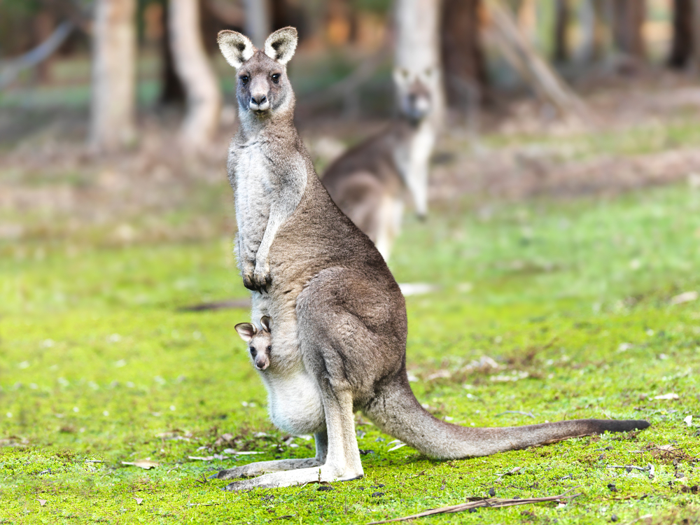 Kangaroo with baby alert(idiz)S