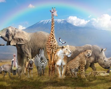 Large group of African wildlife animals in a magical bream scene(Susan Schmitz)S