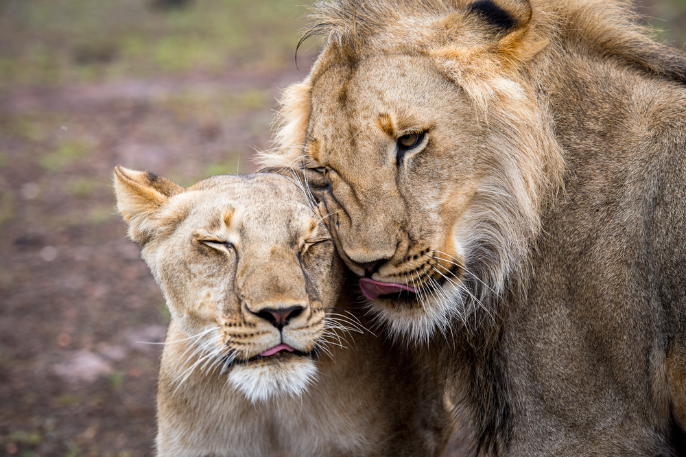 Lion and lioness in love together in Zimbabwe(Anton_Ivanov)s