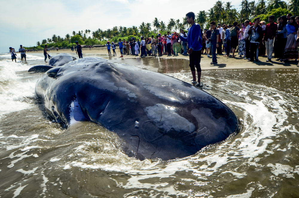 Local people witness species of sperm whales or box heads(riza azhari)S