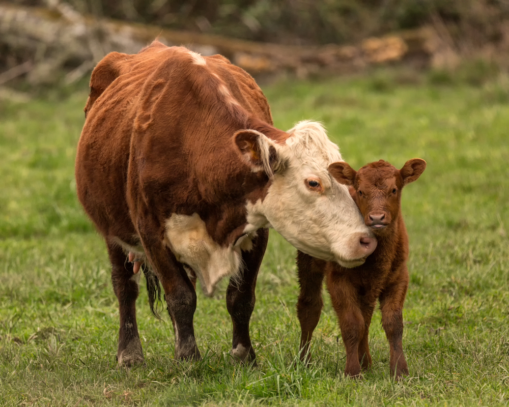 Momma Cow and Calf(Jeffrey Schwartz)s
