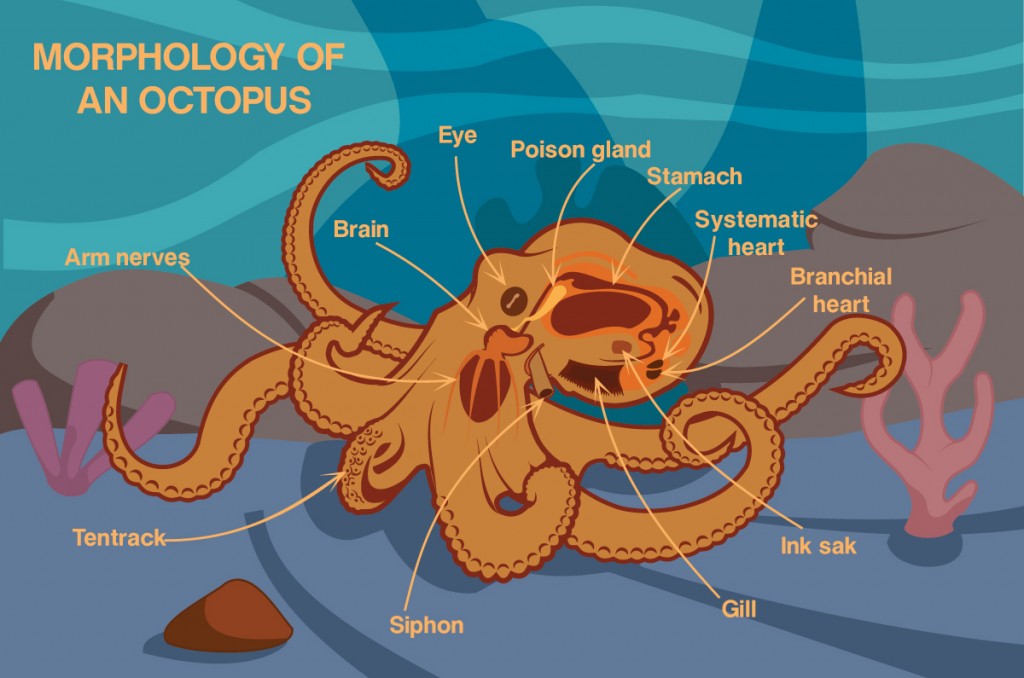 Morphology Of An Octopus Vector Cartoon Design(Jayjune69)S