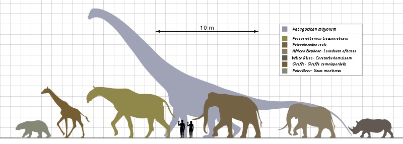 Patagotitan vs Mammals Scale