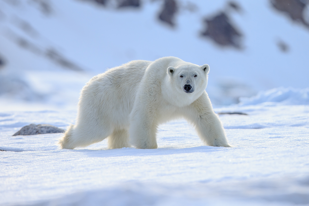 Polar Bear (Ursus maritimus)(Vaclav Sebek)s