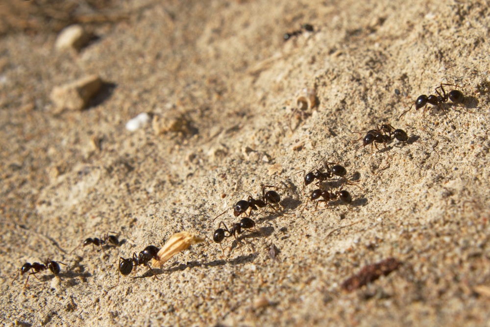 Several ants following an ant pathway(Matauw)S
