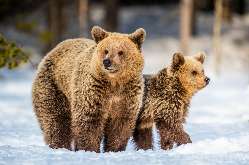 She-Bear and bear cubs on the snow(Sergey Uryadnikov)S