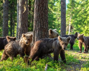 She-bear and Cubs in the summer forest(Sergey Uryadnikov)S