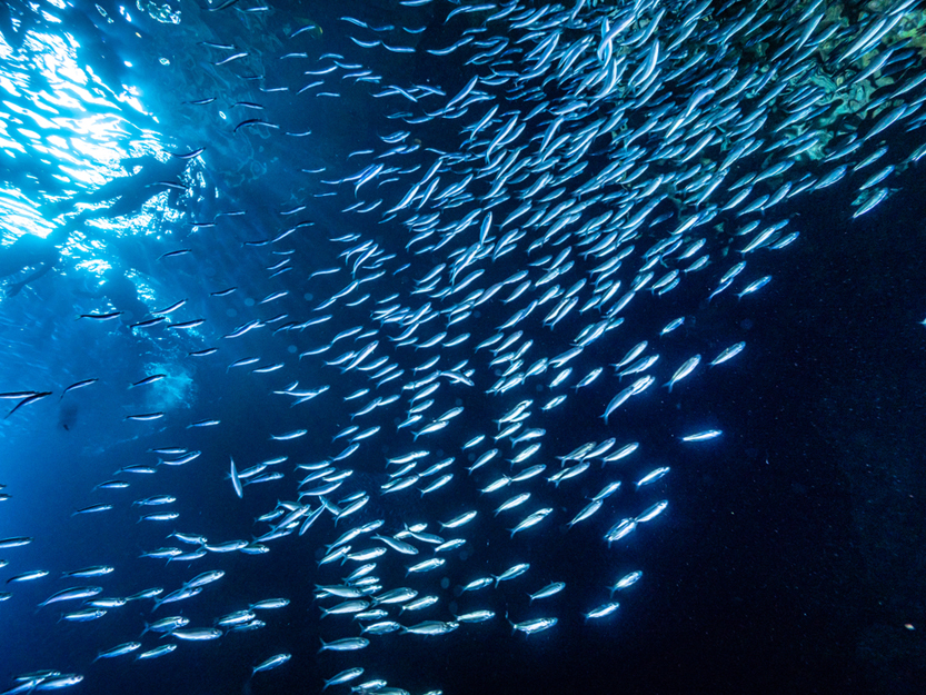 Shoal of small tiny fish in underwater cave against light rays from entrance(Willyam Bradberry)S