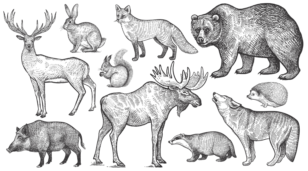 Wolf, badger, hedgehog, fox, moose, deer, bear, rabbit, squirrel, boar(mamita)s