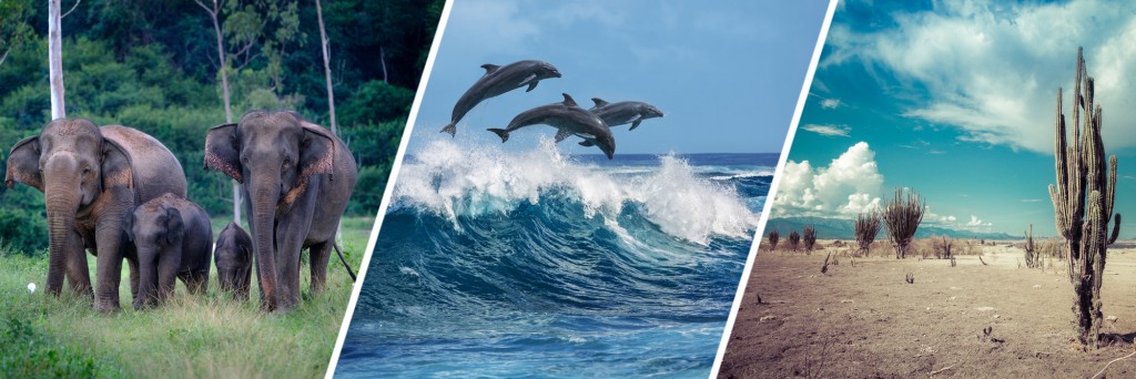 Three beautiful dolphins jumping over breaking waves & Family of wild elephants in forest of Kuiburi National Park & desert, cactus in desert