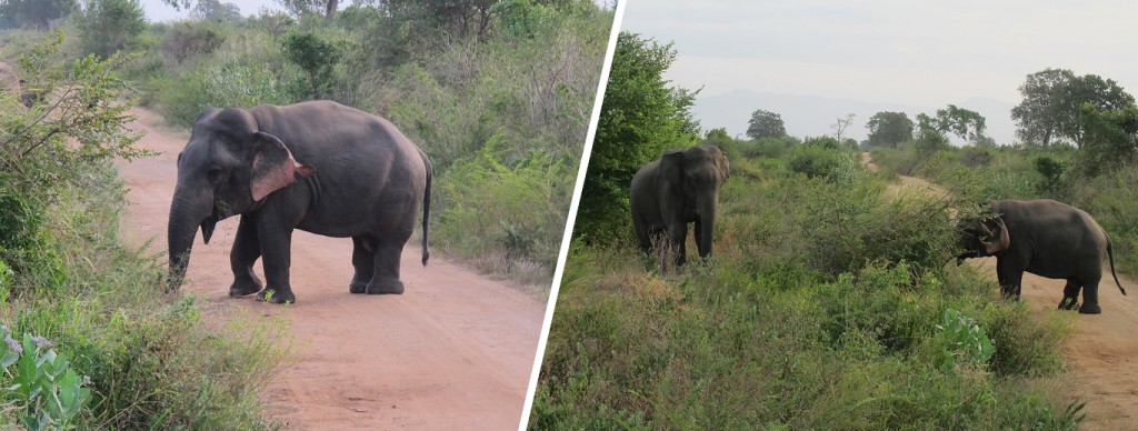  (L) Dwarf elephant (R) Dwarf elephant grazing alongside a regular sized elephant