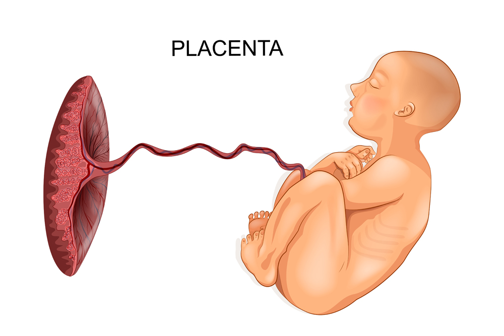 vector illustration of baby and placenta(Artemida-psy)s