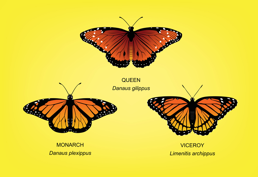 Butterfly Monarch Set Vector Illustration